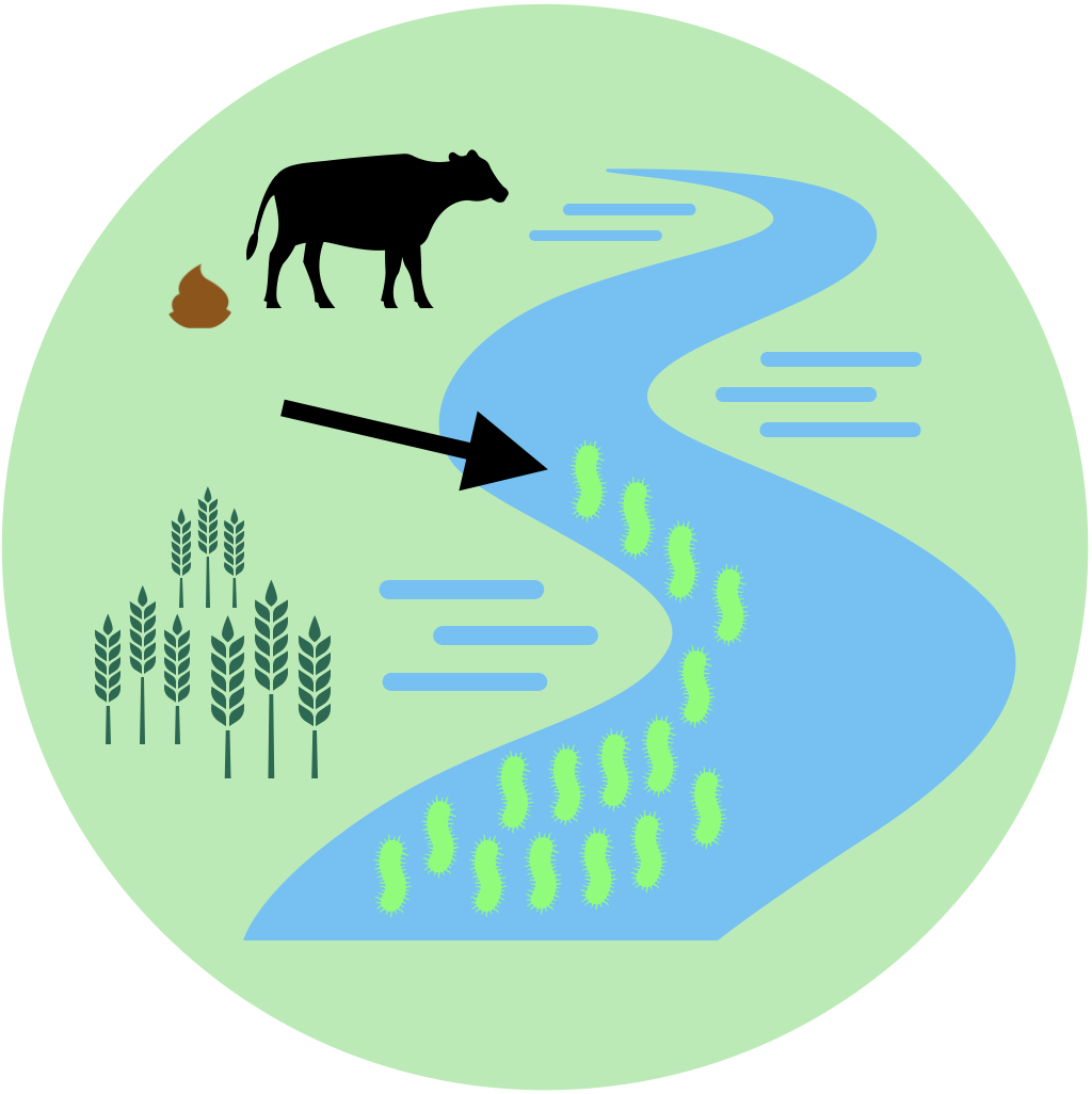 Agricultural runoff carries excess nitrogen and phosphorus, polluting water bodies.